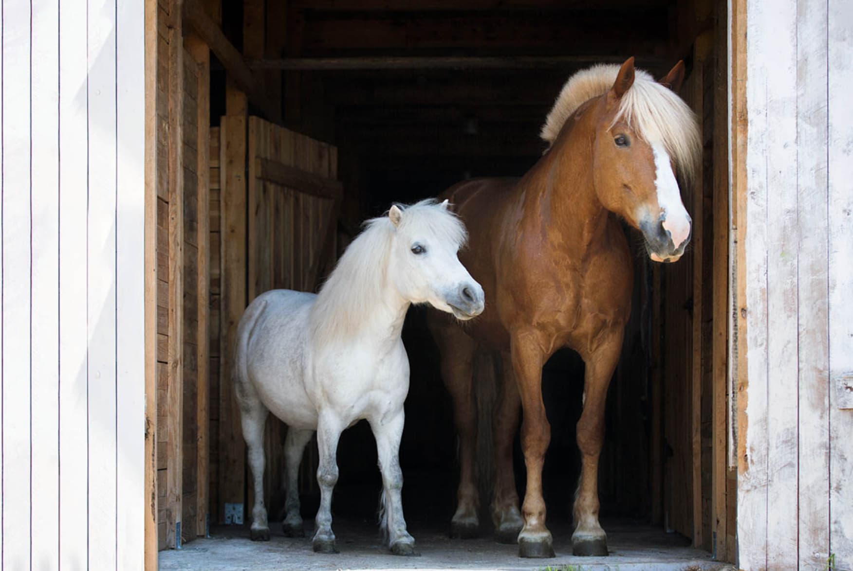 pony horse